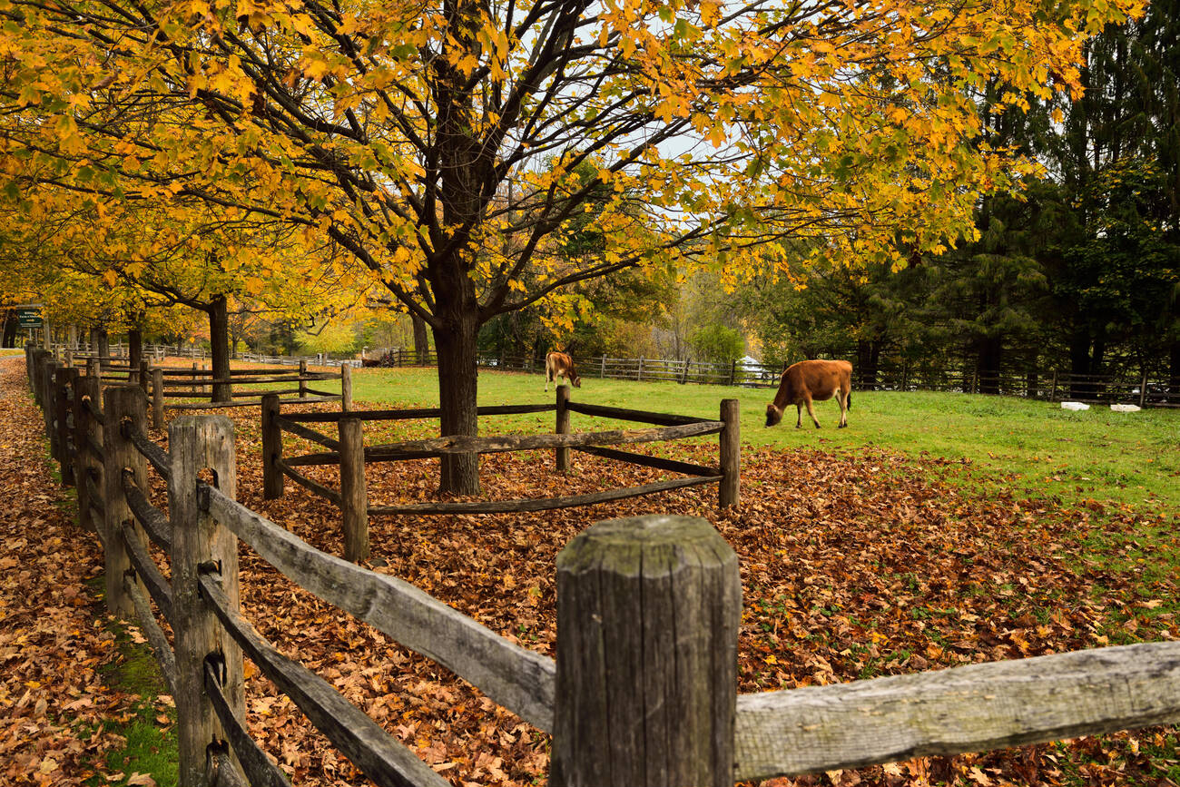 billings farm