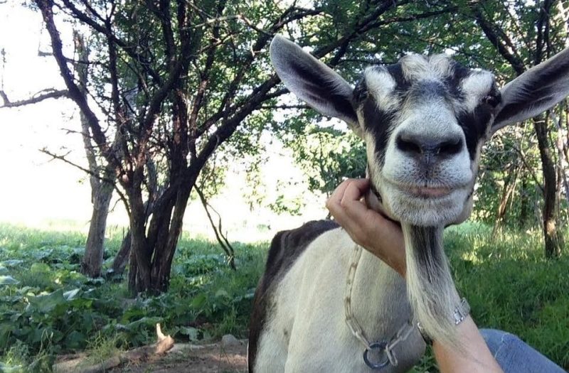 13418717_1076445072444305_1860688345756939862_n