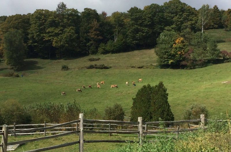 Thistle Hill Tarentaise - local cheesemakers, delicious product
