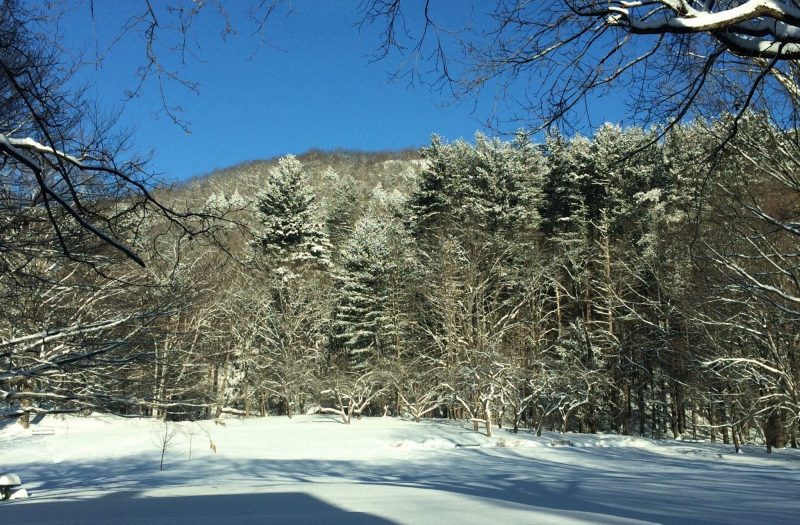 Winter in Woodstock's Faulkner Park
