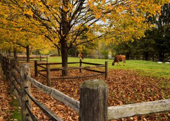 billings farm