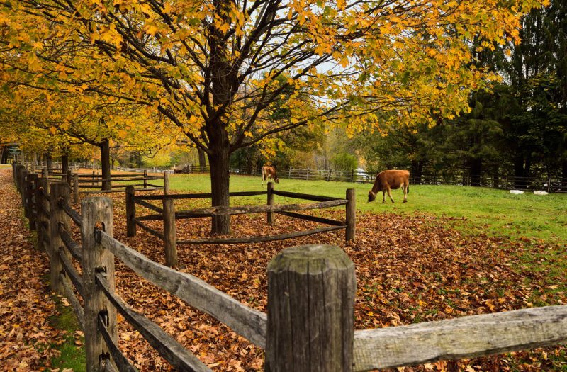 billings farm